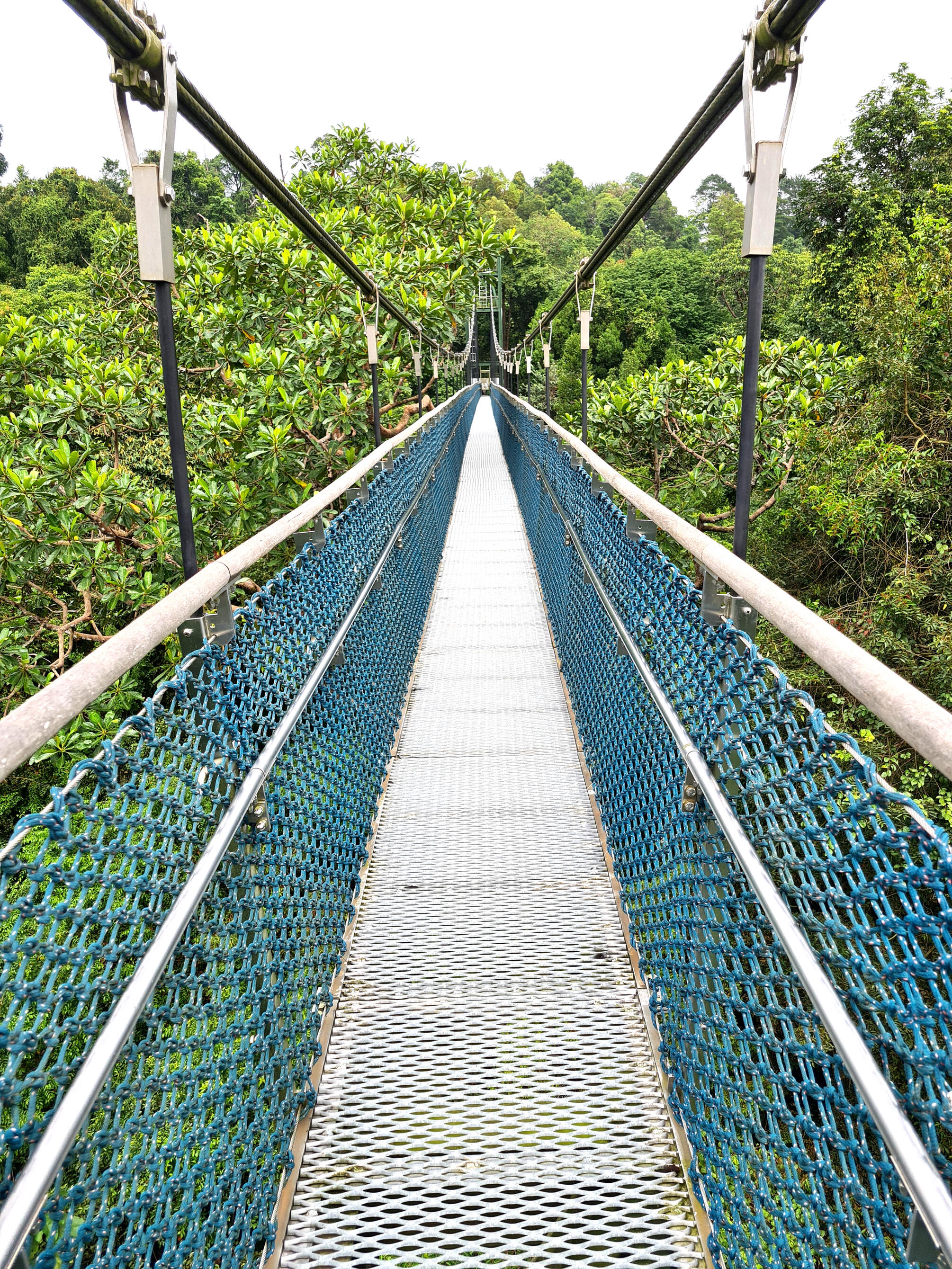 TreeTop Walk at MacRitchie Suspension Bridge in Singapore
