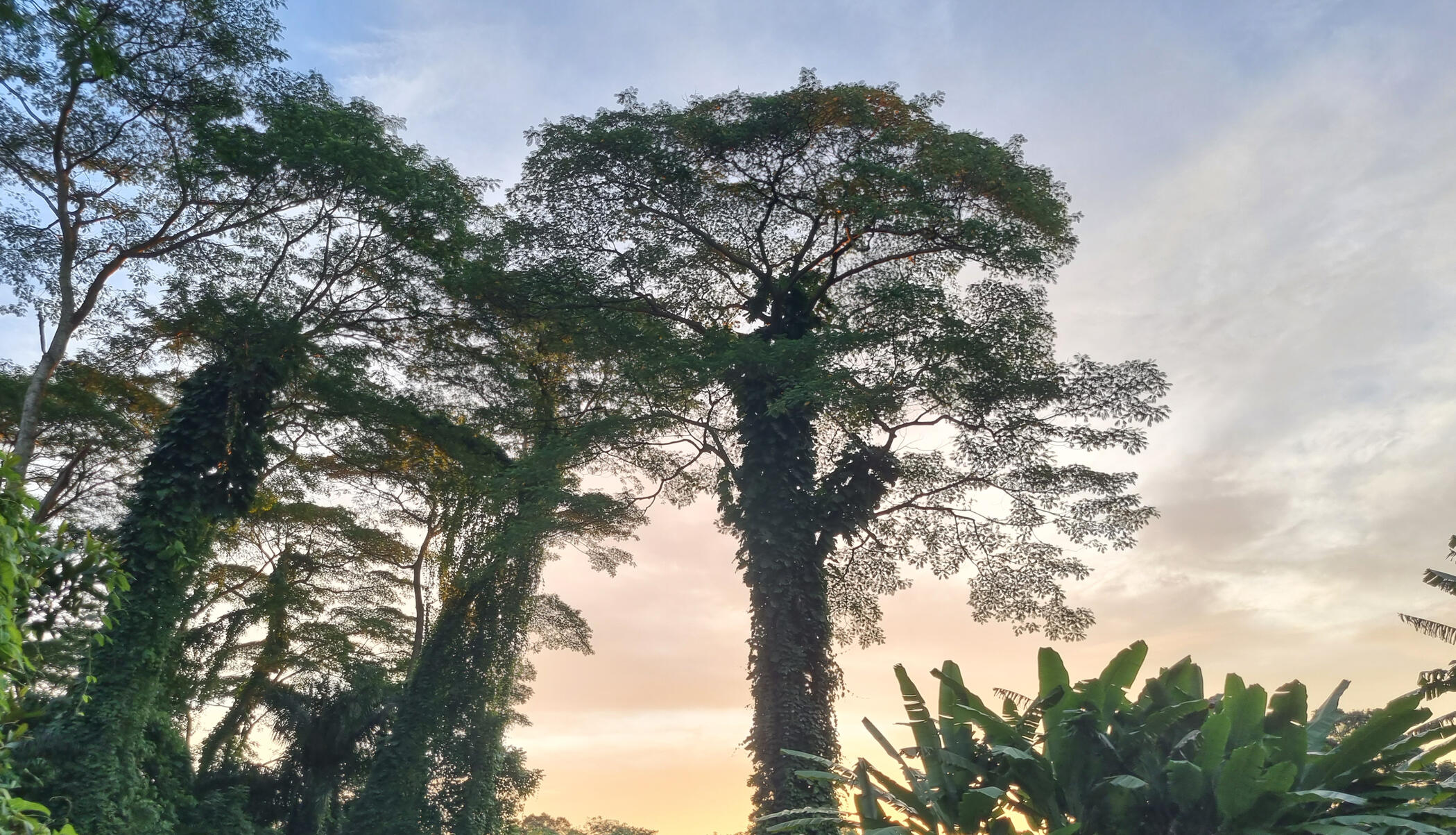 TreeTop Walk at MacRitchie Suspension Bridge in Singapore